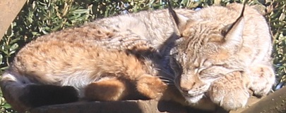 Professional Training In Wildlife Management